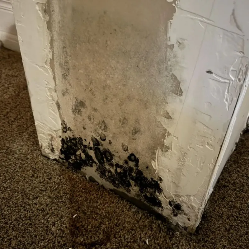 Professional Mold Removal in Bluffton, SC
